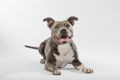 Chicco 01