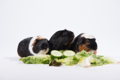 Meerschweine 01