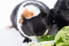 Meerschweine 02