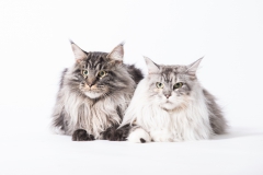 Merlin und Grace 01