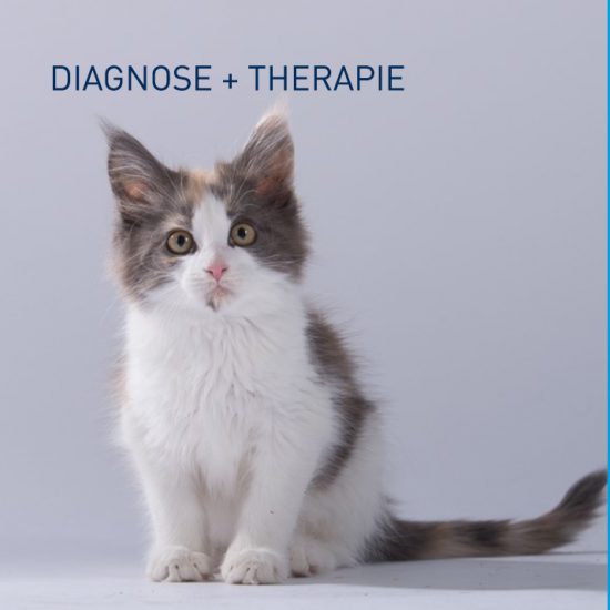 DIAGNOSE + THERAPIE