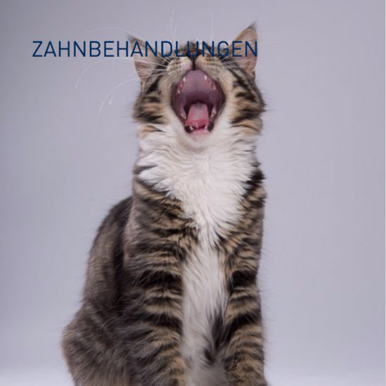 ZAHNBEHANDLUNGEN